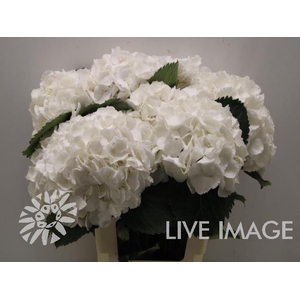 Hydrangea schneeball