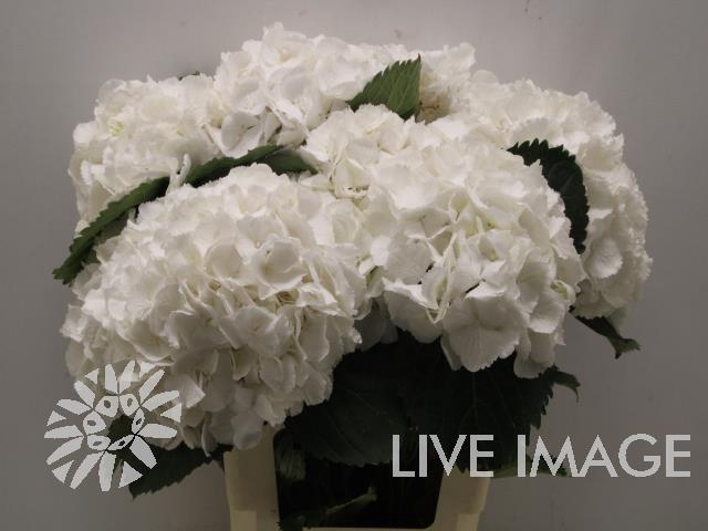 <h4>Hydrangea schneeball</h4>