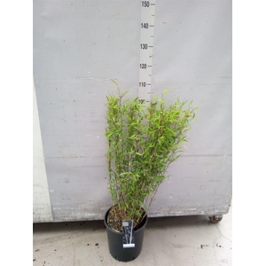 Fargesia nitida 'Volcano'