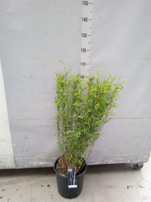 <h4>Fargesia nitida 'Volcano'</h4>