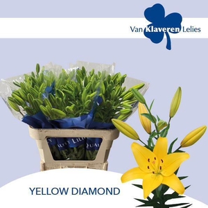 LI LA YELLOW DIAMOND