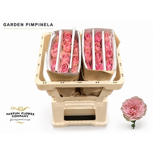 Rosa Garden Pimpinela