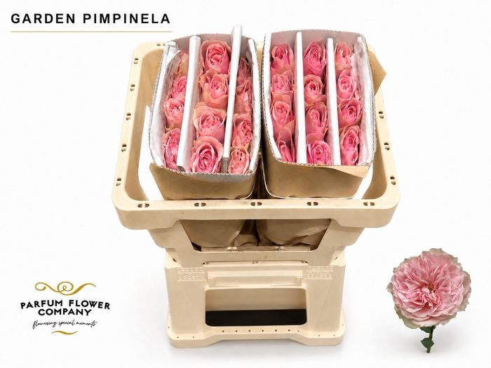 <h4>Rosa Garden Pimpinela</h4>