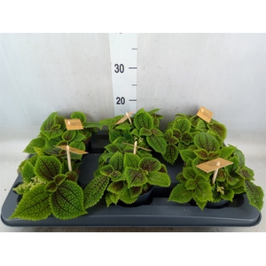 Pilea alumi