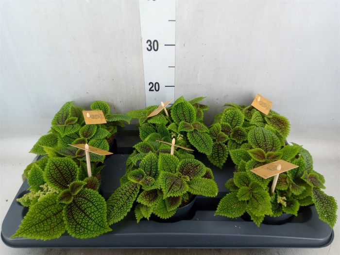 <h4>Pilea alumi</h4>
