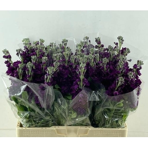 MATTH CENTUM DEEPBLU