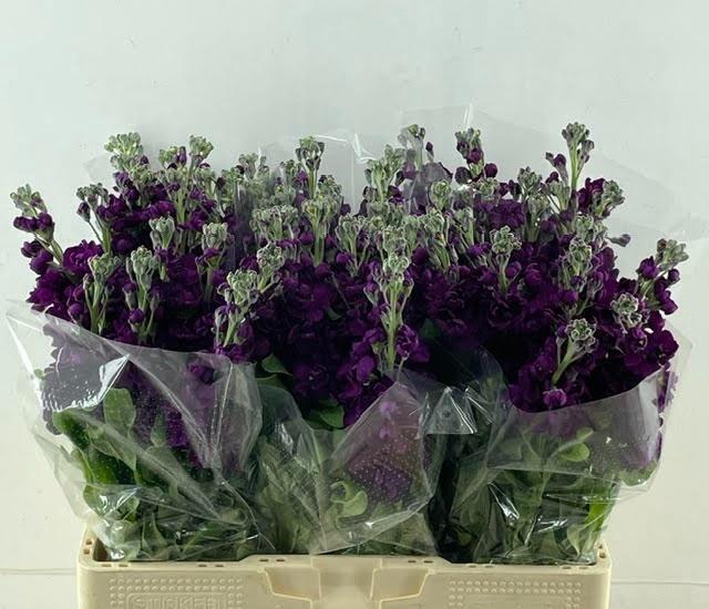 <h4>MATTH CENTUM DEEPBLU</h4>