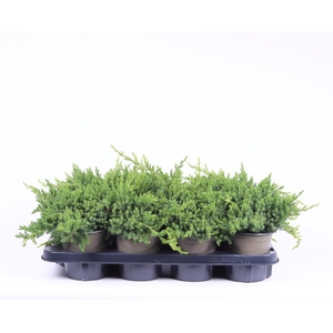 Juniperus procumbens 'Nana'