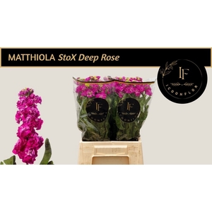 MATTH STOX DEEP ROSE