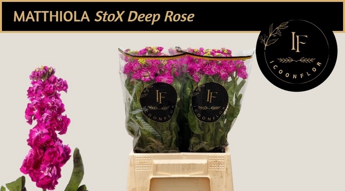 <h4>MATTH STOX DEEP ROSE</h4>