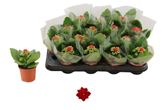 <h4>KAL GE DON JUSTINO</h4>