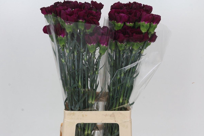 <h4>Dianthus St Purple Damascus</h4>