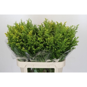 Solidago Golden Glory