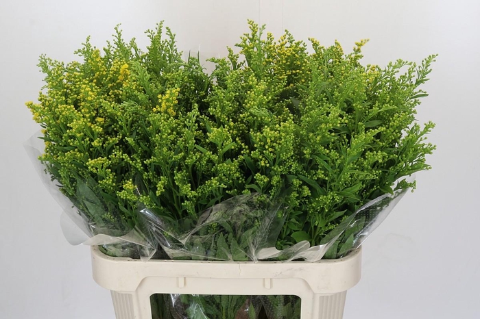 <h4>Solidago Golden Glory</h4>