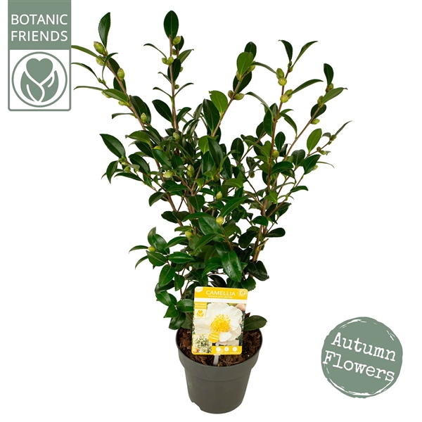 <h4>Camellia sas. 'White' Premium</h4>