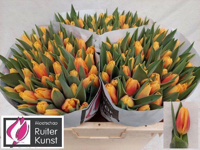 <h4>TU EN BOMBITA</h4>