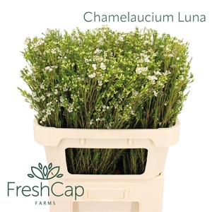 Chamelaucium Luna