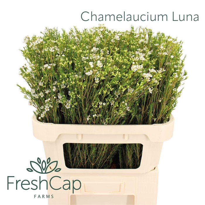 <h4>Chamelaucium Luna</h4>