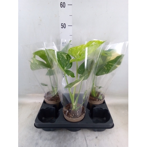 Monstera delic. 'Thai Constellatio'