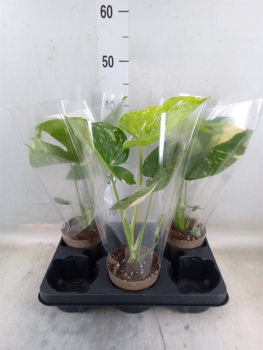 <h4>Monstera delic. 'Thai Constellatio'</h4>