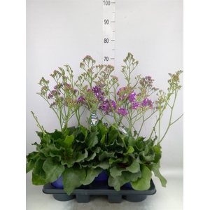 Limonium  'Salt Lake'