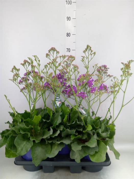 <h4>Limonium  'Salt Lake'</h4>