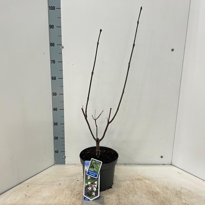 <h4>Catalpa Purpurea</h4>