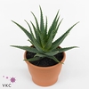 Aloe Arborescens Xl