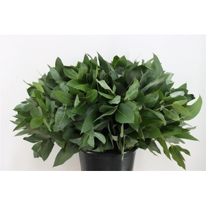 Euca Robusta 55 Cm Per Tak