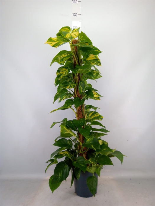 <h4>Epipremnum pinn.   ...moss stick</h4>