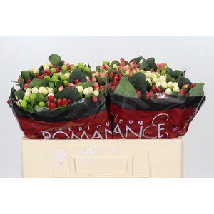Hypericum Rainbow Romance
