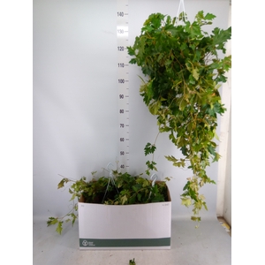 Cissus rhombifolia 'Ellen Danica'