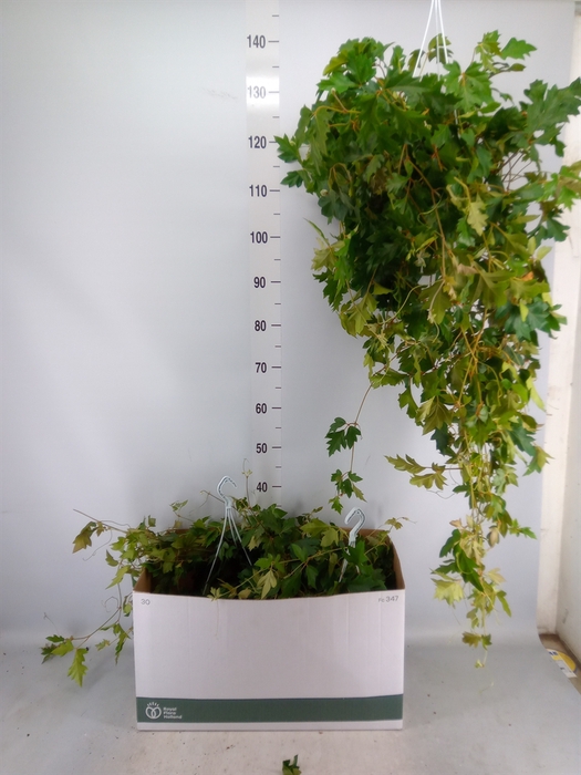 <h4>Cissus rhombifolia 'Ellen Danica'</h4>