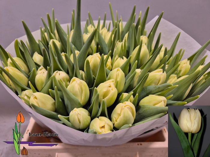 <h4>TU DU VERONA</h4>