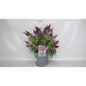 Buddleja   ...