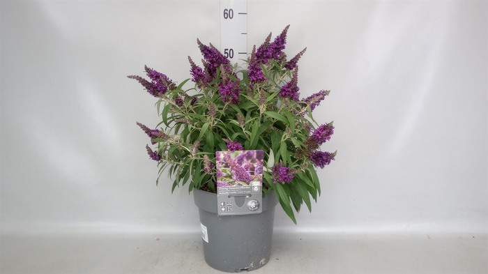 <h4>Buddleja   ...</h4>