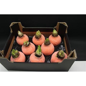 Amaryllis Oranje Glitter