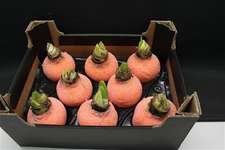 <h4>Amaryllis Oranje Glitter</h4>