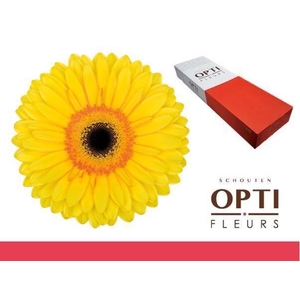 Gerbera Apollo Doos