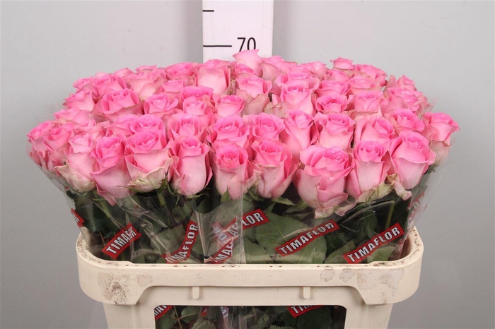 <h4>R Gr Revival</h4>