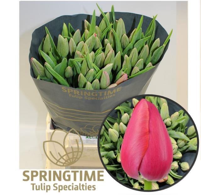 <h4>TU EN SWAROVSKI</h4>