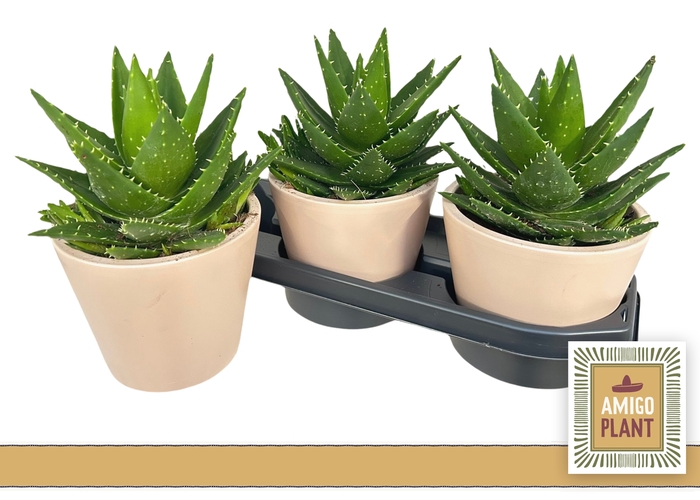 <h4>ALOE PERFOLIATA</h4>