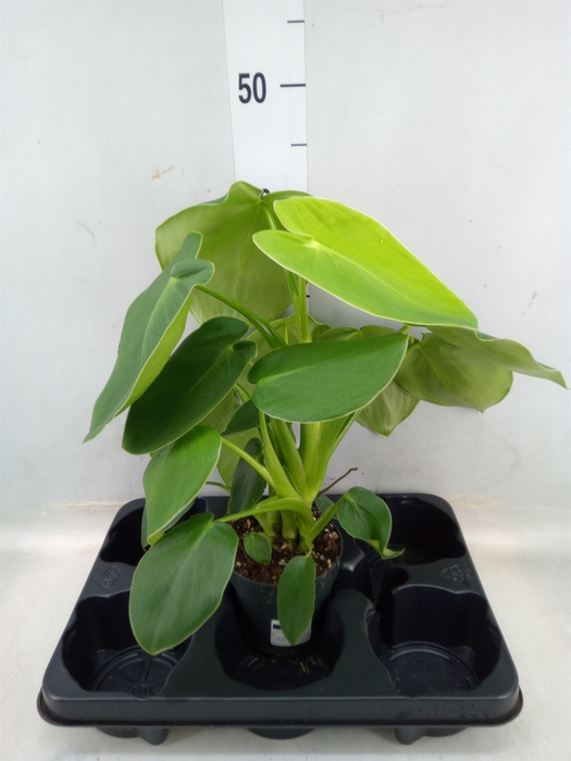 <h4>Philodendron   ...</h4>