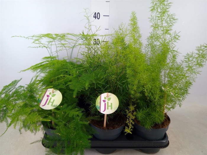 <h4>Asparagus   ...mix</h4>