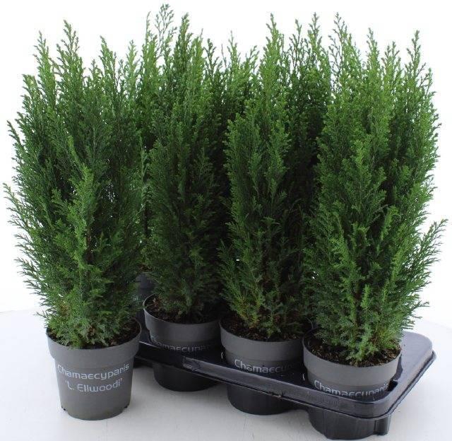 <h4>CHAM L ELLWOODII</h4>