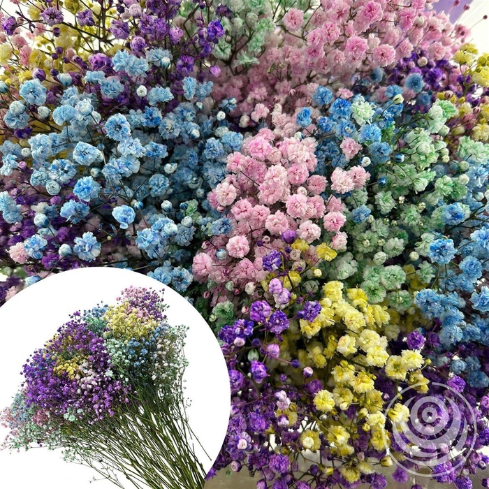 <h4>Gyps Xlence Rainbow 40gr</h4>