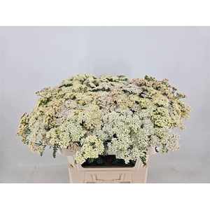 Achillea Lime/green