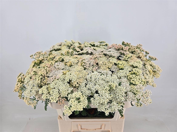 <h4>Achillea Ov Lime Green</h4>