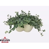 Sedum Sieboldii Triopot Amandel