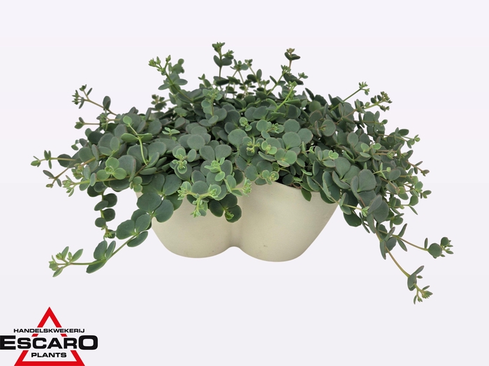 Sedum Sieboldii Triopot Amandel